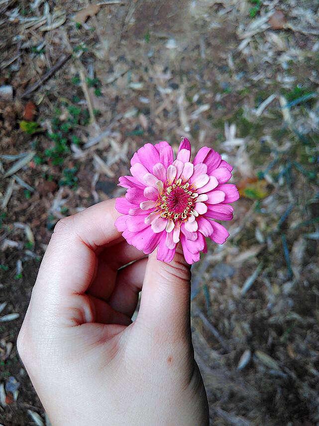 #花间集#百日草