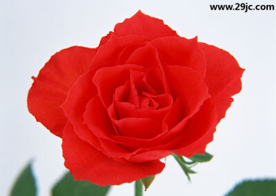 绽放的粉红玫瑰花朵 高清图片无水印免费下载01_29教程网论坛