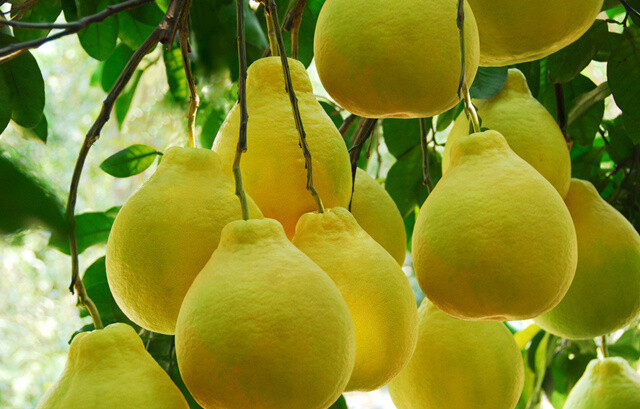 柚子- 堆糖,美图壁纸兴趣社区