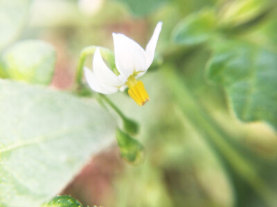 野葡萄花