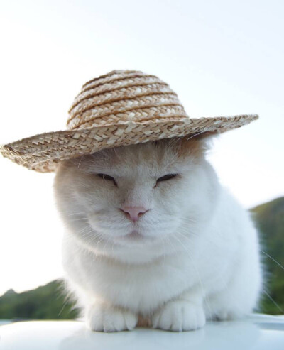 猫叔带上草帽就变成猫农了！