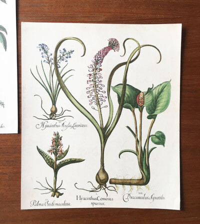 法国古董植物画芯