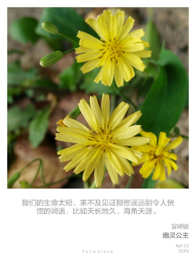 校园小黄花