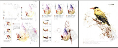 鸟之绘画素材：36种国鸟的色铅笔图画绘本 彩色铅笔学画美食图集