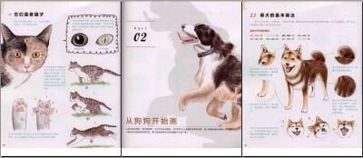 动物绘画素材：71种动物的色铅笔图画绘本 彩色铅笔学画美食图集