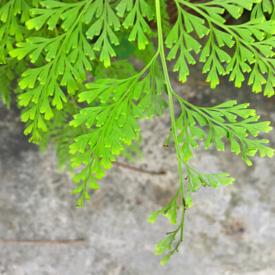 恩施土司城 不知名的野草