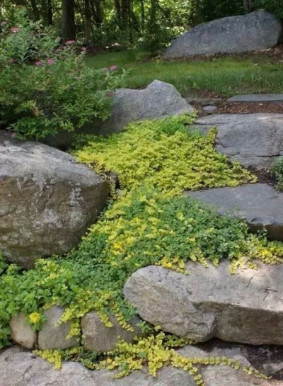 园艺铺石 夹缝草设计