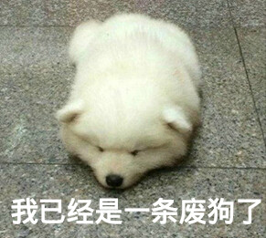 自制表情包我已经是一条废狗了