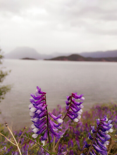 泸沽湖