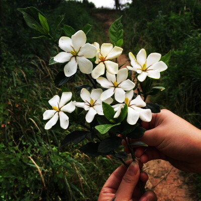 栀子花