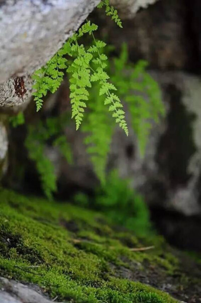 庭院，植蕨。