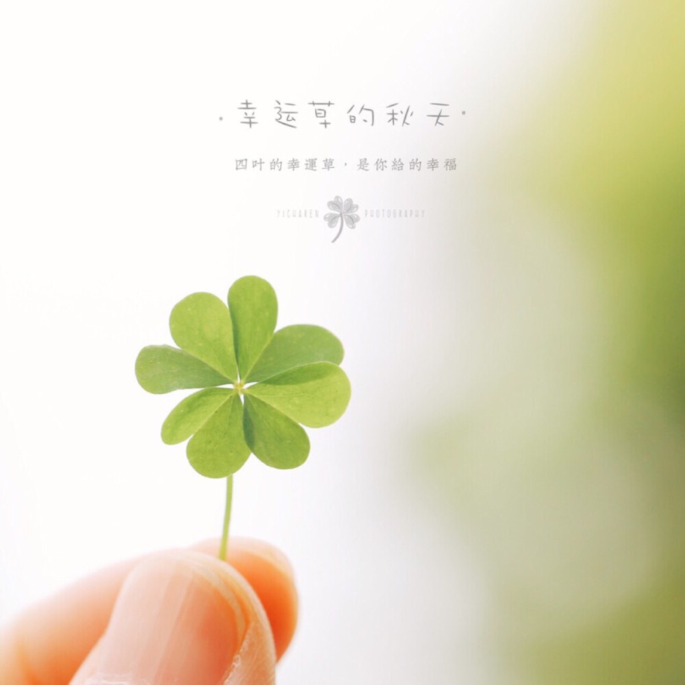 幸运草的秋天 - 高清图片，堆糖，美图壁纸兴趣社区