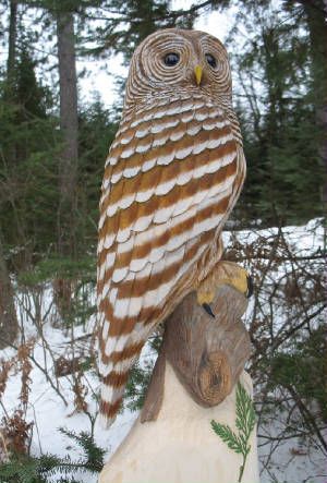 Barred Owl: