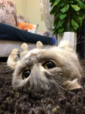 来，我给你买个萌