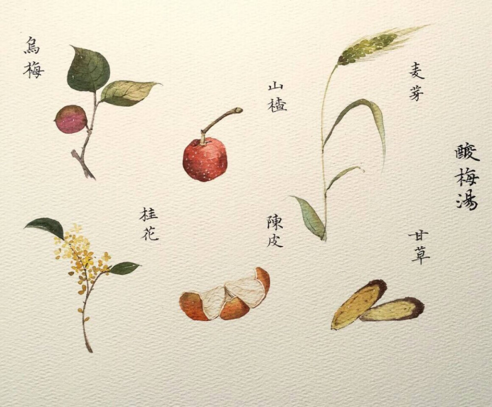 植物手绘