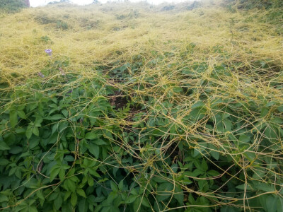 古宁头的菟丝花