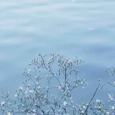 疏花浅草