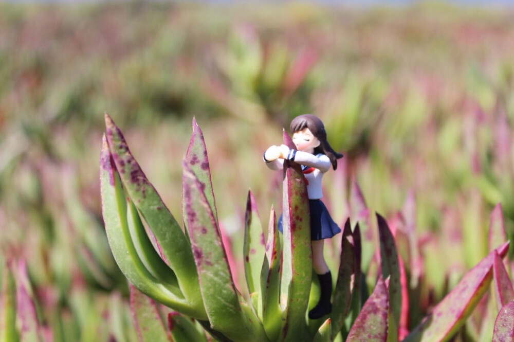 ice plant, CA