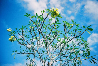 藍天白雲綠樹