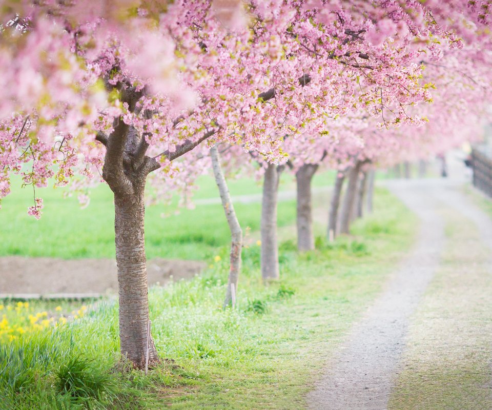 花树