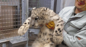 旭山动物园在今年4月出生了一只雪豹宝宝，最早公开的是它两个月大的照片，那叫一个娇小可爱啊，前两天公开了它称体重的视频，已经完全长成一只大猫了呢