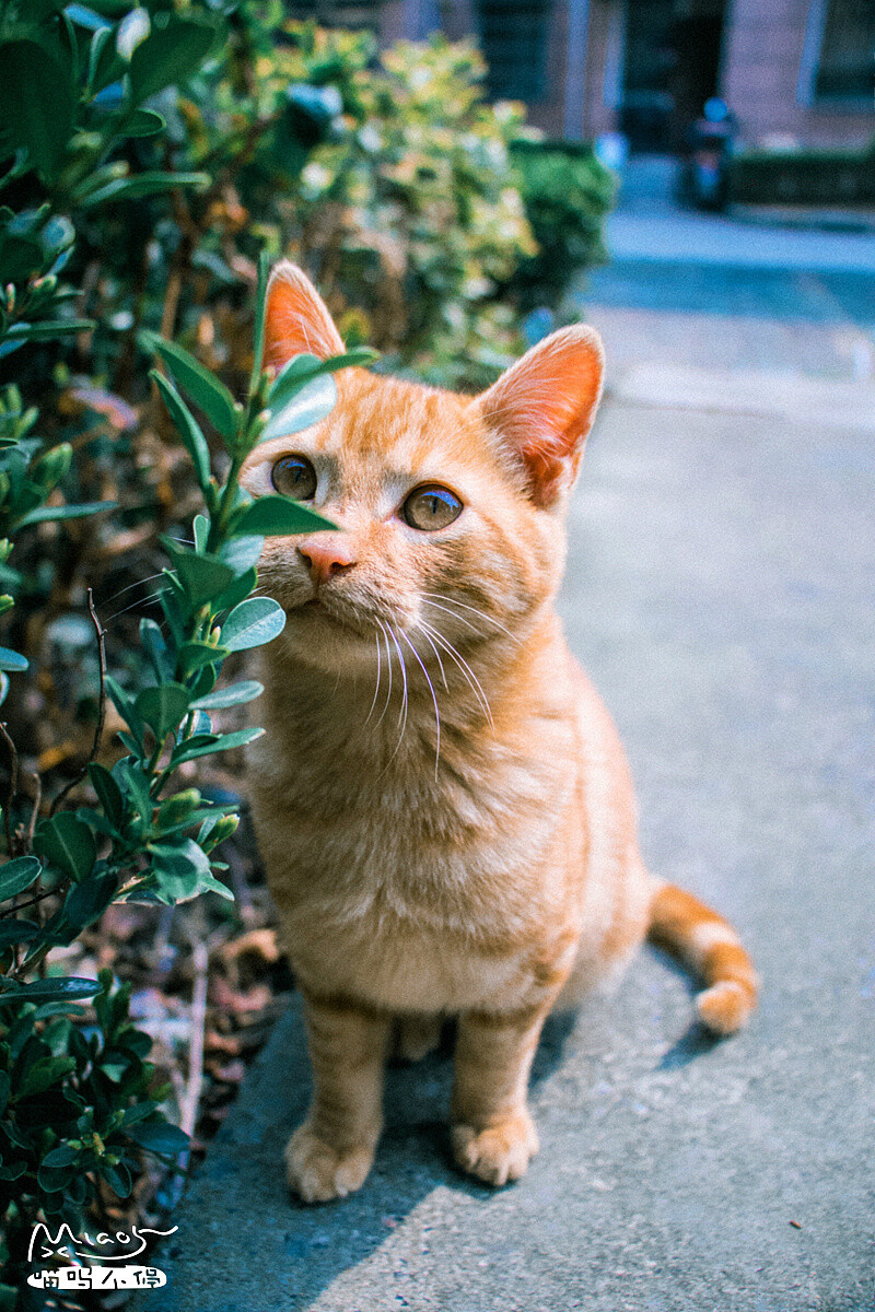 “ 植物学喵～”