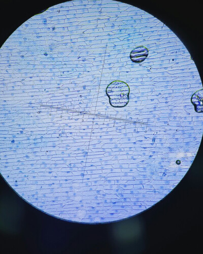 被台盼蓝染液染过的10倍显微镜下的煮过的洋葱表皮，大颗的是气泡，这个颜色真的美丽