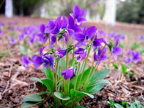 紫花地丁(学名:Viola philippica)，别名野堇菜、光瓣堇菜等。多年生草本，属侧膜胎座目，堇菜科多年生草本，无地上茎，高4~14cm，叶片下部呈三角状卵形或狭卵形，上部者较长，呈长圆形、狭卵状披针形或长圆状卵形，花中等大，紫堇色或淡紫色，稀呈白色，喉部色较淡并带有紫色条纹;蒴果长圆形，长5~12mm，种子卵球形，长1.8mm，淡黄色。花果期4月中下旬至9月。
味苦、辛、寒。归心、肺经。具有清热解毒，凉血消肿，清热利湿的作用，主治疔疮，痈肿，瘰疬，黄疸，痢疾，腹泻，目赤，喉痹，毒蛇咬伤。体质虚寒者忌服。