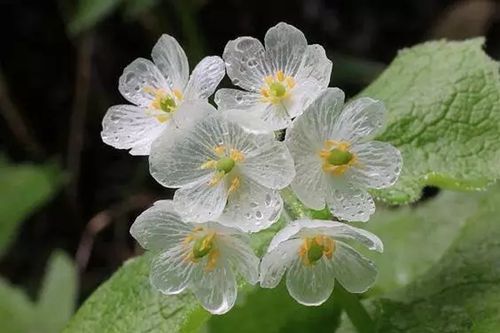 山荷叶。一下雨会变透明的花。