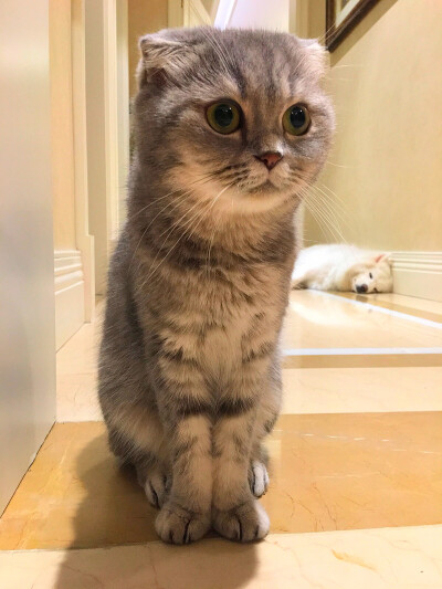 看到就开心哈哈