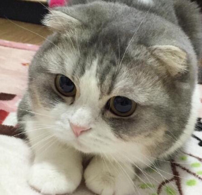 哈哈
