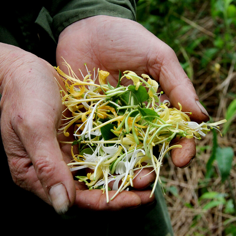 河源野生金银花深山纯天然金银花草茶清热去火茶叶下火降火50克