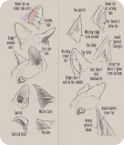 #绘画学习# 给大家分享一组动物的耳朵、腿、鼻子的绘制画法参考。（by Anti-Dark-Heart）
