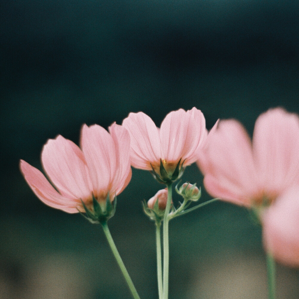 格桑花