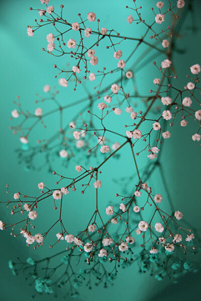 疏花浅草