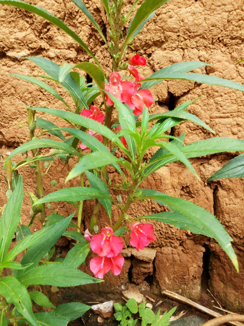 凤仙花