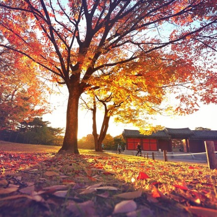 我明白你会来，所以我等。—— 沈从文