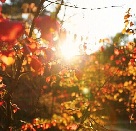 我明白你会来，所以我等。—— 沈从文