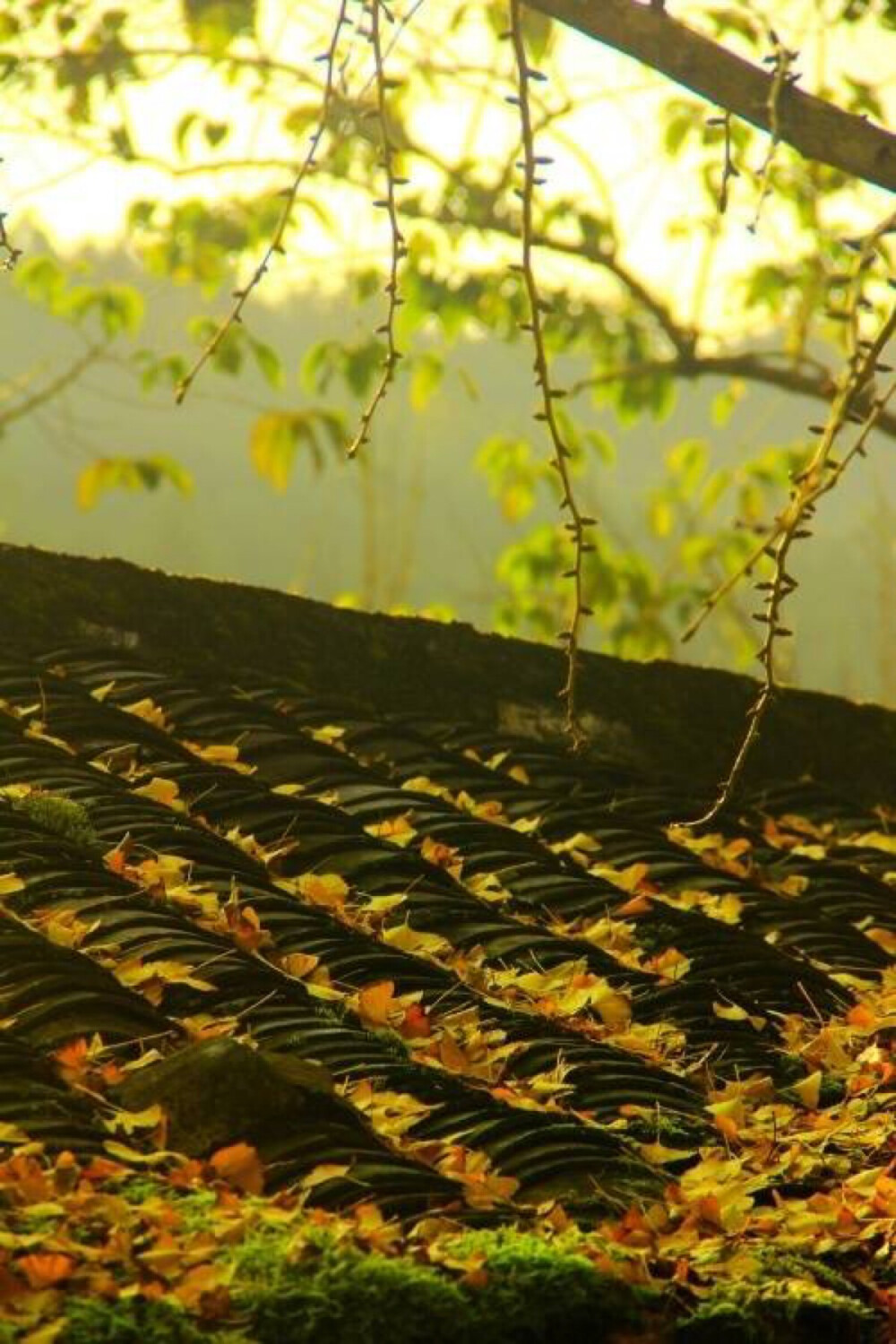 安静的时光里 树枝和屋檐的故事