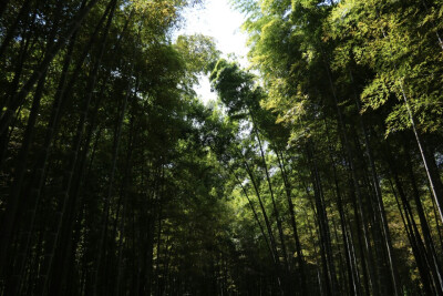 杭州青芝坞竹林