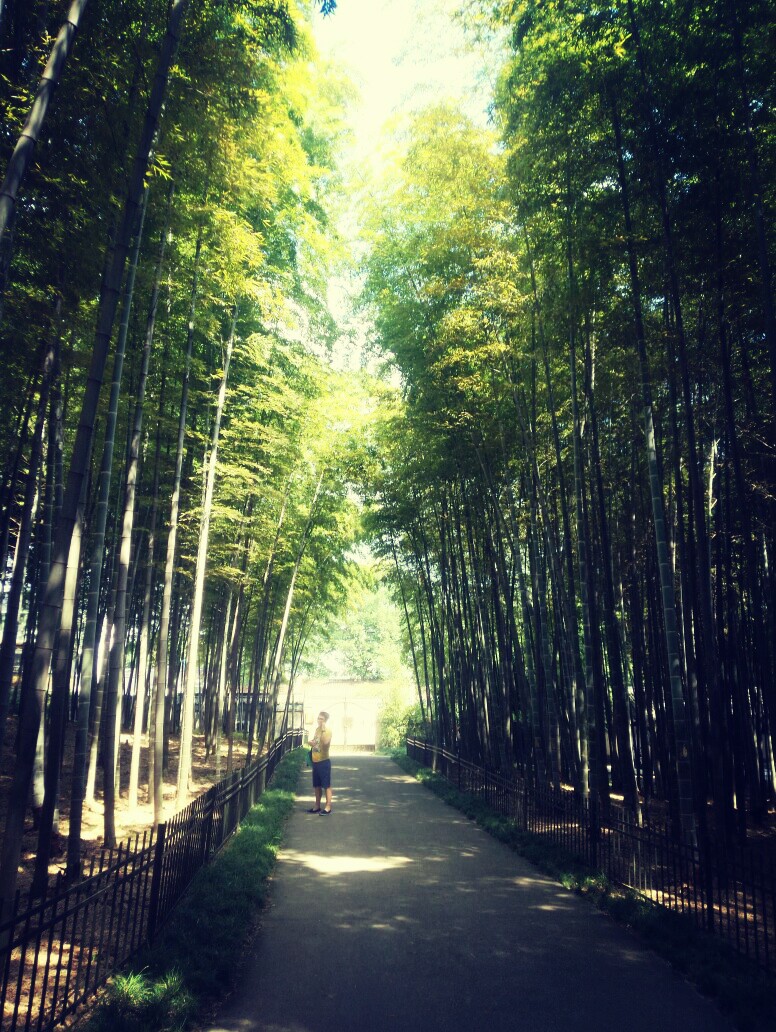 杭州青芝坞竹林