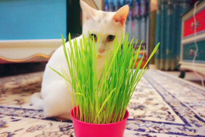 什么？有人要偷我的猫草吃？看到我的眼神了么？我就问你怕不怕！
