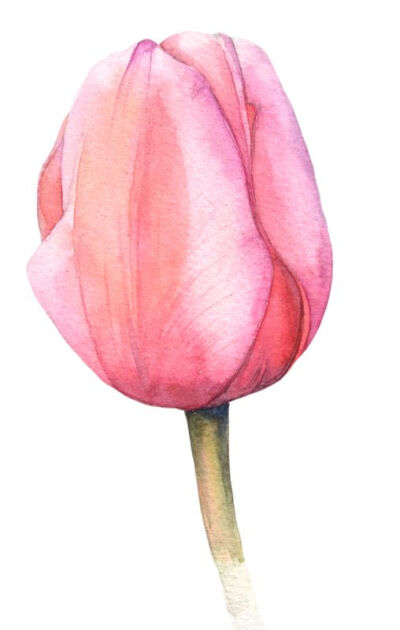 Watercolor tulips…: