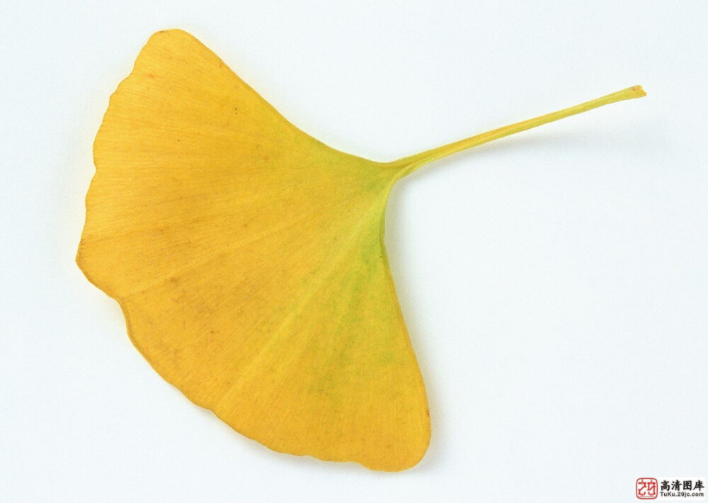 一片秋枫红树叶高清图片38_ 树叶图片_桌面壁纸_高清图片_图片大全_29图库