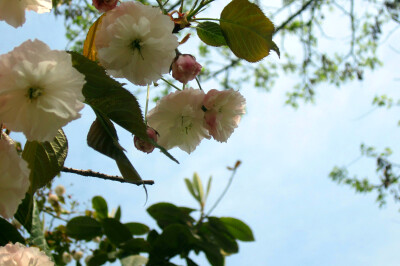 垂丝海棠 海棠花 植物风景摄影