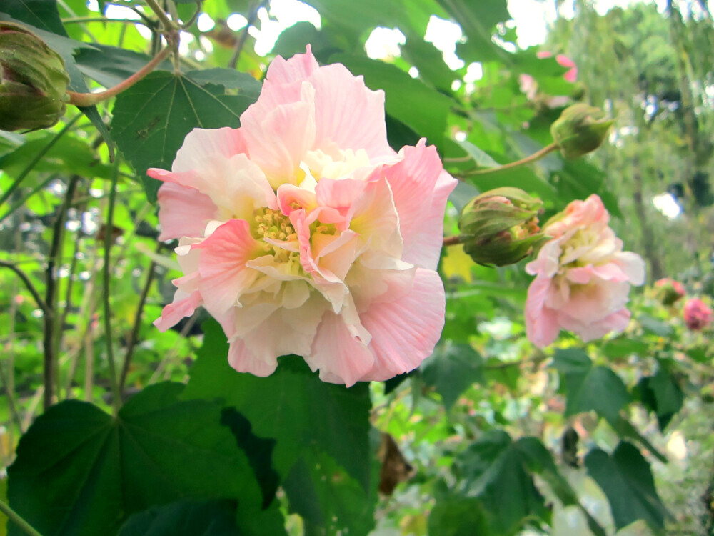 拙政园 芙蓉花