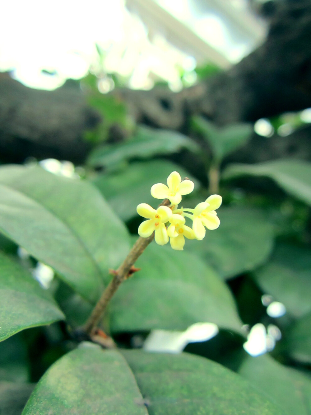 拙政园 桂花