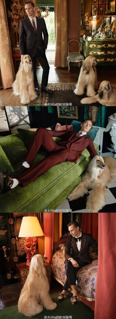 最新Gucci代言人Tom Hiddleston 和阿富汗猎犬一起出镜Gucci Tailoring campaign，推荐时尚博主见水印。
