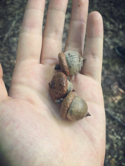 去hiking，在原始森林里捡了橡果，想起冰河世纪，长得好可爱