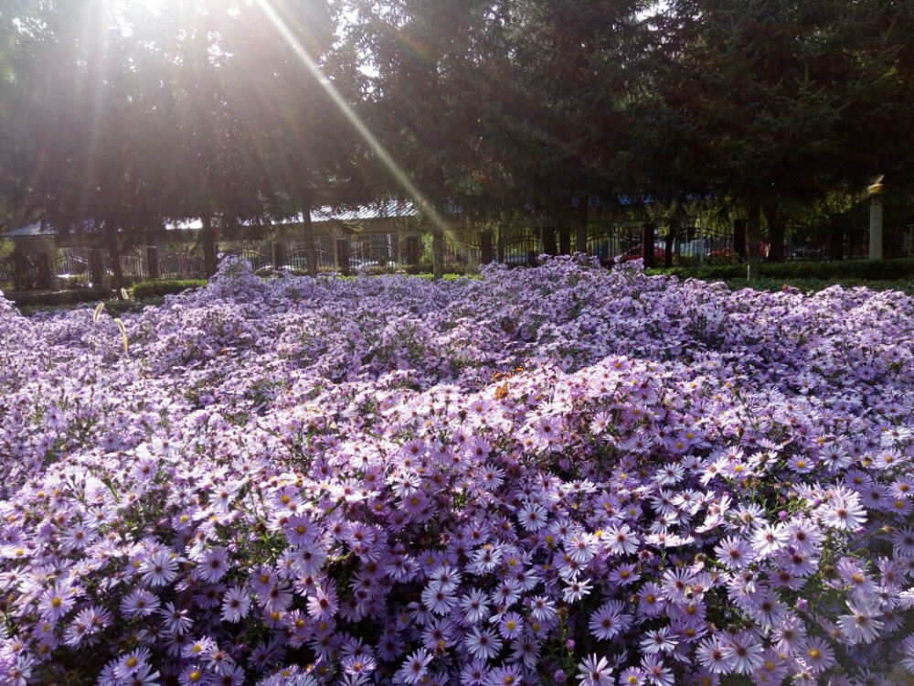 花蝴蝶与小野花